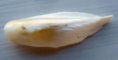 28mm USA Natural Wing Pearl