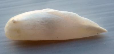 28mm USA Natural Wing Pearl