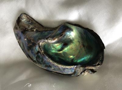 260 carat Abalone - Paua Pearl Iridescent Blue, Purple and Green