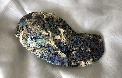 260 carat Abalone - Paua Pearl Iridescent Blue, Purple and Green