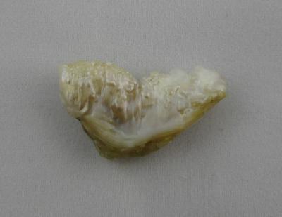 28.27 carat USA Natural Pearl in Shape of Whale Tail