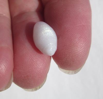 3+ carat Clam Pearl with Full Flame 11mm