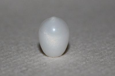3.75 ct clam pearl drop shape
