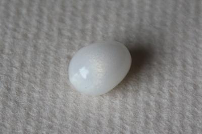 3.75 ct clam pearl drop shape