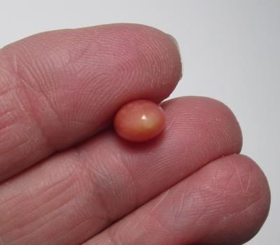 3.8 Carat Conch Pearl Salmon Colored with Full Flame