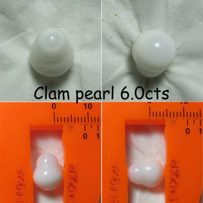 6.0carat clam pearl