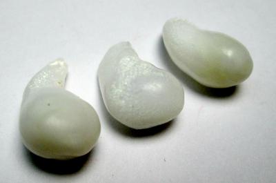 3 Clam Pearls Curled Drop Shaped Set for Sale