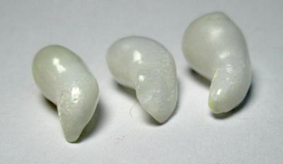 3 Clam Pearls Curled Drop Shaped Set for Sale