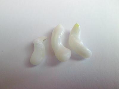 3 Clam Pearls Curly Drop Shape 14+ carats Total 18+mm