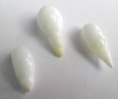 3 Clam Pearls Drop Shape 23+ carats Total 16+mm