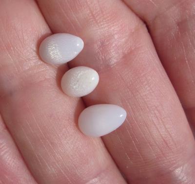 3 Clam Pearls Drop Shape 6+ carats