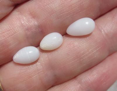 3 Clam Pearls Drop Shape 6+ carats