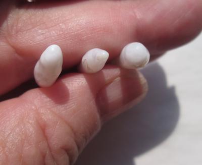 3 Clam Pearls Long Drops with Flame 13 carats 27mm