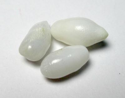 3 Clam Pearls Set Full Flame on 2