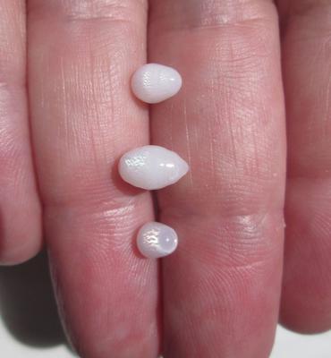 3 Clam Pearls with Full Flame 