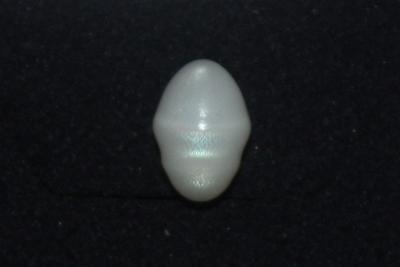 3.8 cts Clam Pearl