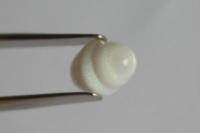 3.8 cts Clam Pearl