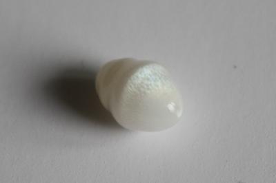 3.8 cts Clam Pearl