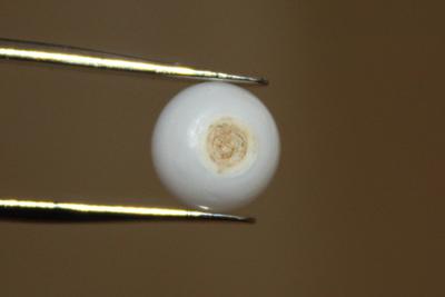 3.8 cts Clam Pearl