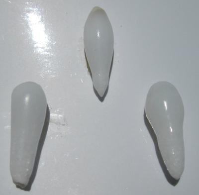 3 Drop Shaped Clam Pearls 18-12mm for Sale