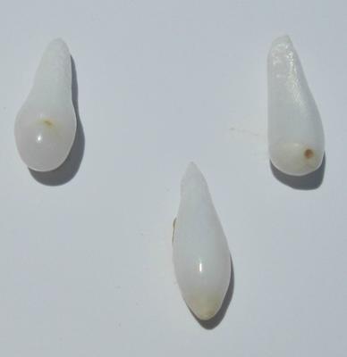 3 Drop Shaped Clam Pearls 18-12mm for Sale