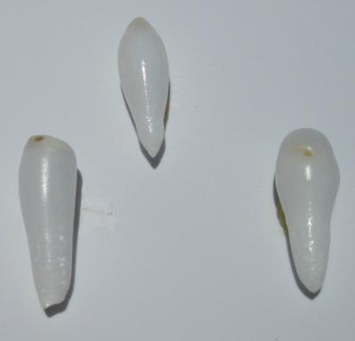 3 Drop Shaped Clam Pearls 18-12mm for Sale