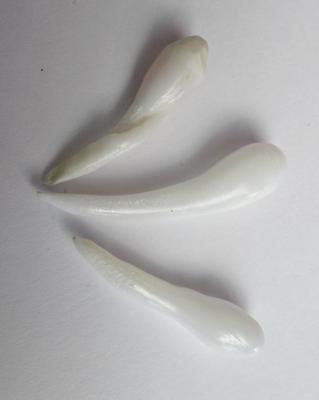 3 Elongated Clam Pearls Set 20+ carats for Sale