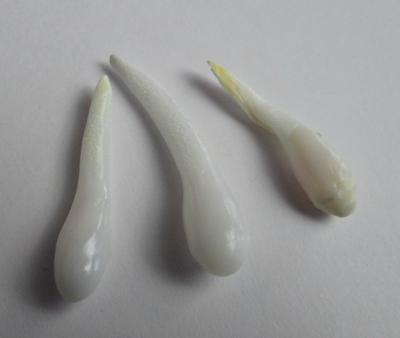 3 Elongated Clam Pearls Set 20+ carats for Sale
