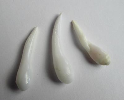 3 Elongated Clam Pearls Set 20+ carats for Sale