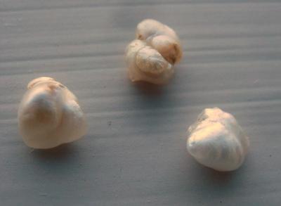 3 Natural USA Freshwater Pearls