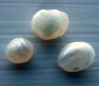 3 Natural USA Freshwater Pearls