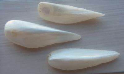 3 Natural USA Spike (Wing) Pearls