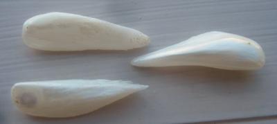 3 Natural USA Spike (Wing) Pearls
