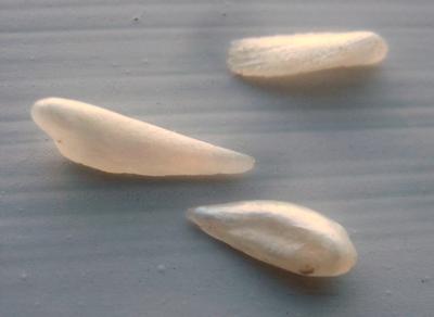 3 Natural Wing Pearls USA 