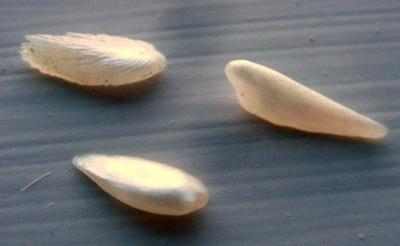 3 Natural Wing Pearls USA 