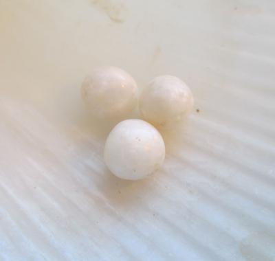 3 Nice Scallop Pearls 2+ carats