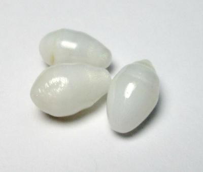 3 Oval Clam Pearls 12+mm 15carats total for Sale