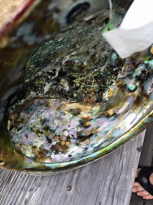 3 Pearls on the shell