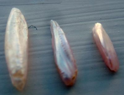 3 Pink Natural USA Wing Pearls