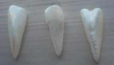 3 Spike Natural USA Pearls