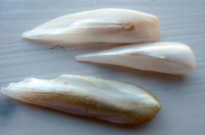 3 Wing Pearls Natural USA Freshwater