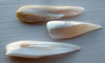 3 Wing Pearls Natural USA Freshwater