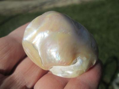 305 carat Pinctada Maxima Blister