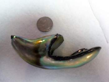 Big Daddy Abalone Pearl