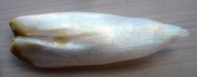 36mm USA Natural Wing Pearl