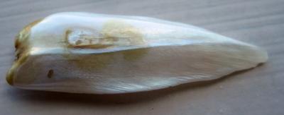 36mm USA Natural Wing Pearl