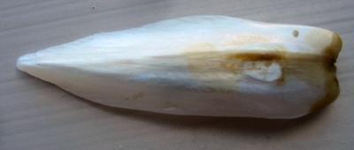 36mm USA Natural Wing Pearl