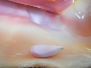 pearl 39