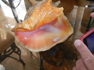 39 Carats Baroque Puerto Rico Pink Conch Pearl
