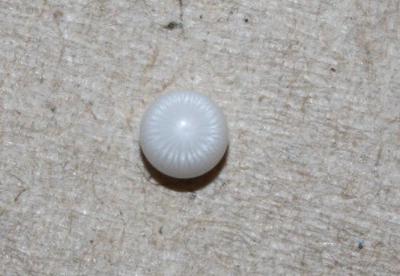 0.6 ct  Clam Pearl